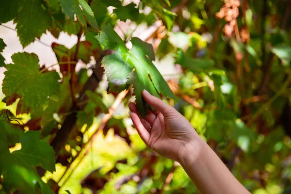 Женщина трогает листья винограда на винограднике — стоковое фото