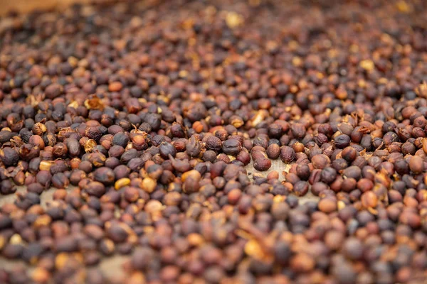 Close-up of Raw Coffee Beans Drying In Crate — Stock Photo, Image