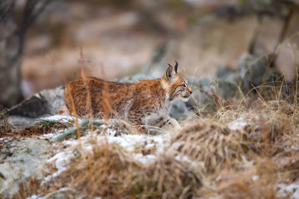 Mladý eurasijský rys číhající tiše v lese na začátku zimy — Stock fotografie