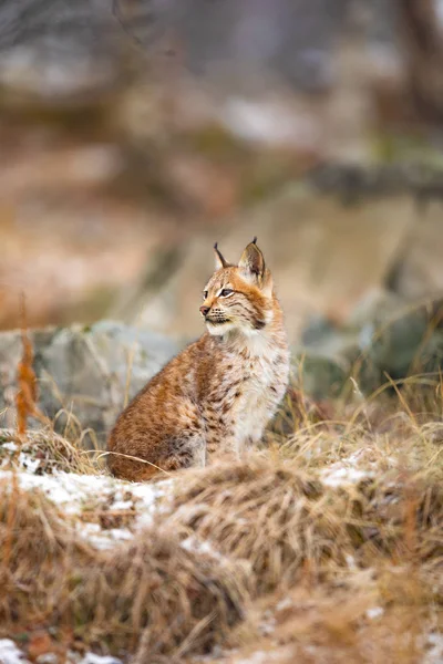 Eurasian Lynx kışın ormanda yan bakmak — Stok fotoğraf