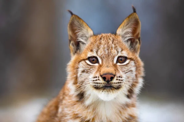 Gros plan sur le magnifique lynx eurasien dans la forêt — Photo