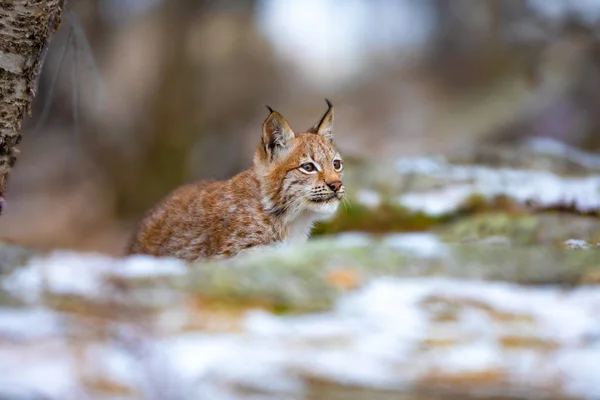 Lince eurasiático enfocado caminando en silencio en el bosque a principios de invierno —  Fotos de Stock