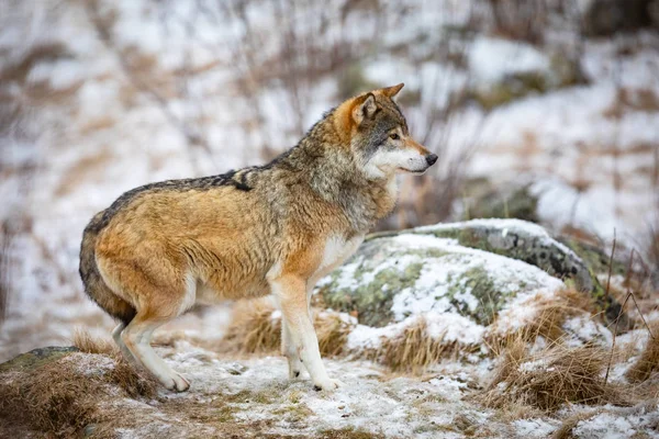 Lobo concentrado y asustado en el bosque a principios de invierno — Foto de Stock