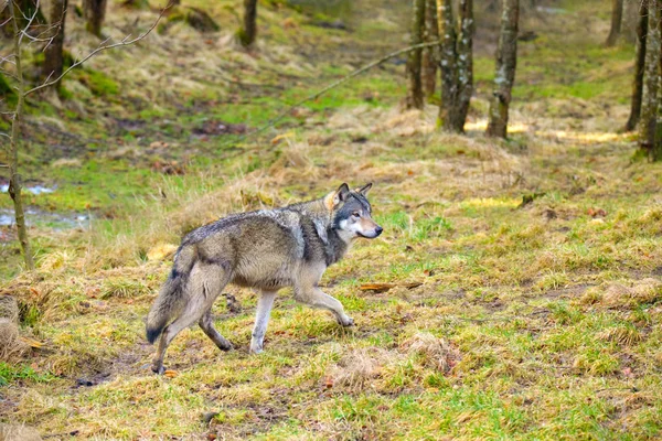 Divoký samec vlk, který kráčí lesem v podzimním barevném lese — Stock fotografie