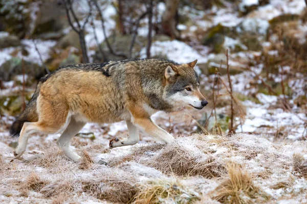 Primer plano de lobo magnífico corriendo en el bosque a principios de invierno — Foto de Stock