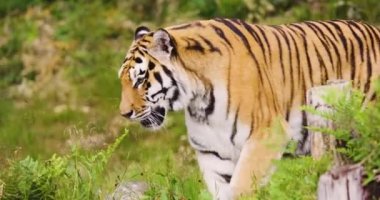 Evcilleştirilmemiş kedi ormanda yürüyor