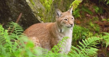 Luchs ormandaki bitkilerin arasında oturuyor.