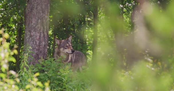 Large grey wolf looking after rivals and danger in the dense summer forest — Stock Video