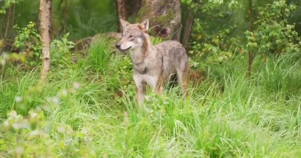 Nieuwsgierige grijze wolf op zoek naar prooi in het dichte zomerwoud — Stockvideo