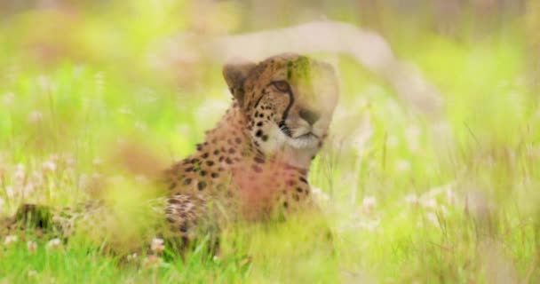 Undomesticated cat relaxing on field in forest — Stock Video