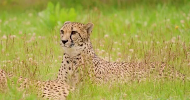 Cheetahs liggen op het veld in het bos — Stockvideo