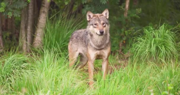 Waarschuwing wolf op veld in bos — Stockvideo