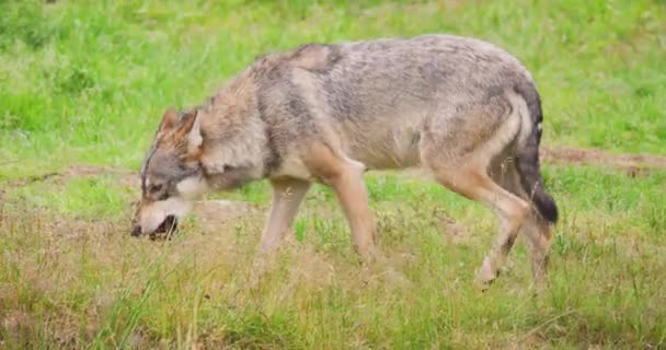 Loup mangeant de la viande sur le champ en forêt — Video