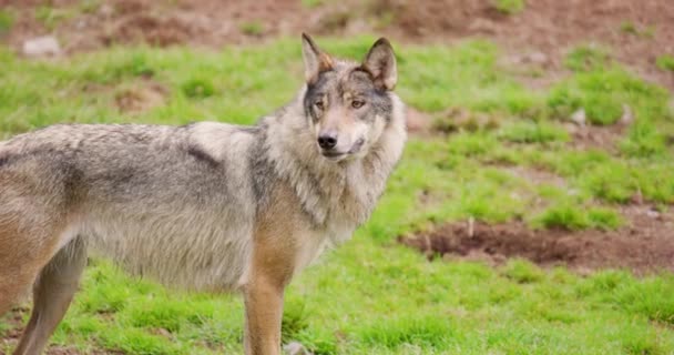 Lobo em pé no campo na floresta — Vídeo de Stock