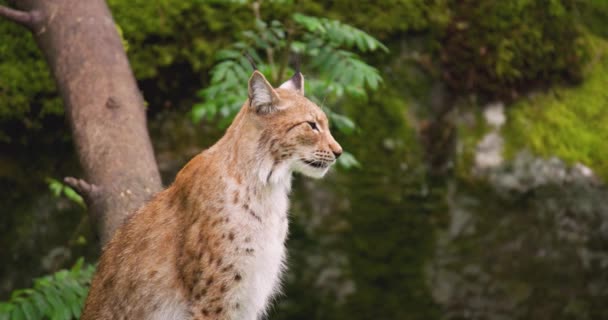 Alert lynx sitting in forest — Stock video