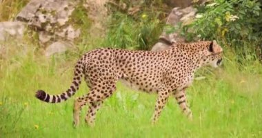 Çita yabanda yürüyor.