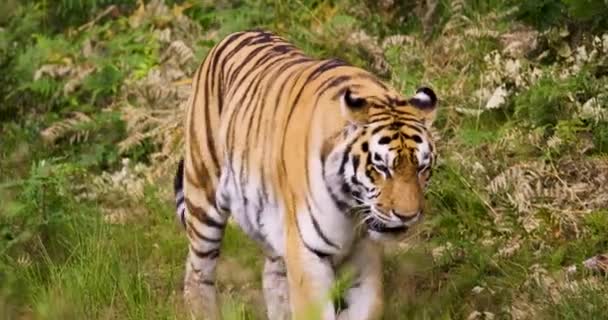 Tijger wandelen in het bos — Stockvideo