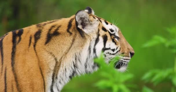 Primer plano del tigre pegado en el bosque — Vídeo de stock