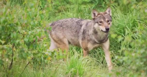 Wolf caminhando no campo na floresta — Vídeo de Stock