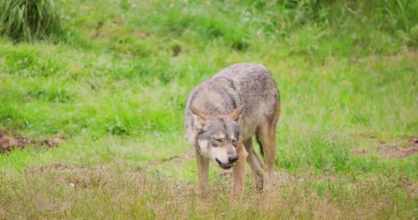 Un bel lupo mangia carne ossa nella foresta estiva — Video Stock