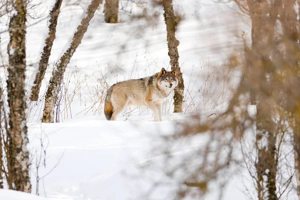 Canis Lupus paseando entre árboles desnudos en la nieve en el parque —  Fotos de Stock