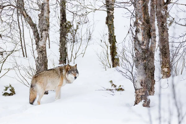 Canis Lupus em pé no meio de árvores nuas na neve — Fotografia de Stock