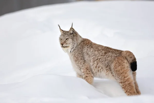 Full length side view of lynx standing on snow — Stock Photo, Image