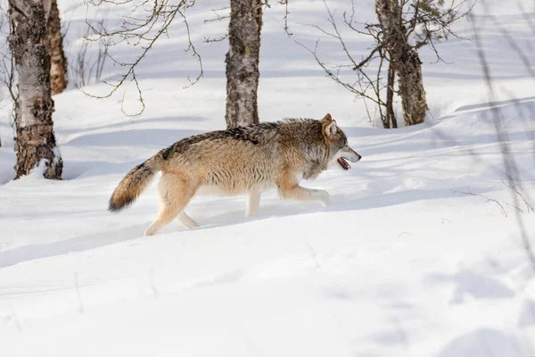 Wolf spaziert durch kahle Bäume auf Schnee im Wald — Stockfoto