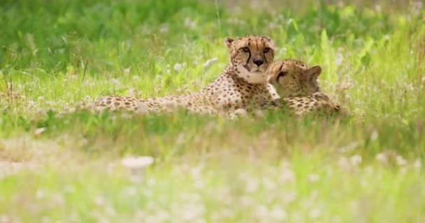 Varning geparder som ligger på fältet i skogen — Stockvideo