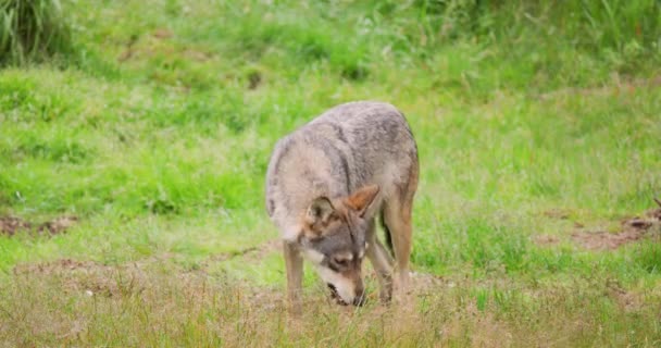 Lobo comiendo carne en el campo — Vídeo de stock