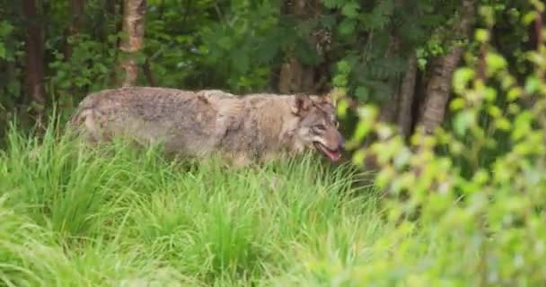 Lobo macho salvaje corriendo en la hierba en el bosque — Vídeos de Stock