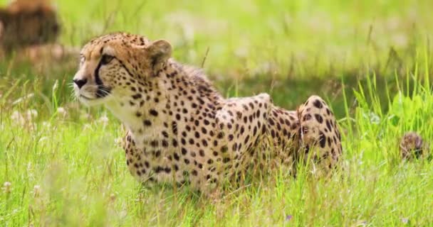 Upozornit geparda sedícího na poli v lese