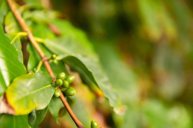 Çiftlikte Taze Kahve Meyvelerinin Yakın Çekimi