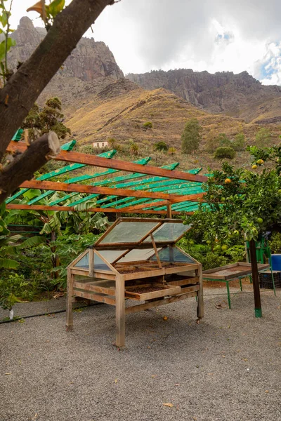 Organic Coffee Beans Drying In Crates in Farm — Stock Photo, Image