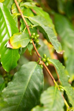 Taze Yeşil Kahve Çiftliğinde Meyve Yetiştirme