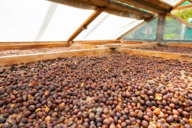 Tahta sandıkta kurutulan çiğ kahve çekirdeklerinin yakın çekimi.