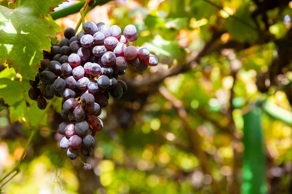 Szőlőbirtok közelkép az Organic Vineyard-on — Stock Fotó