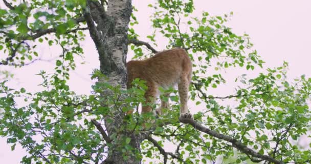 Lekfull lodjur katt unge klättra i ett träd i skogen — Stockvideo