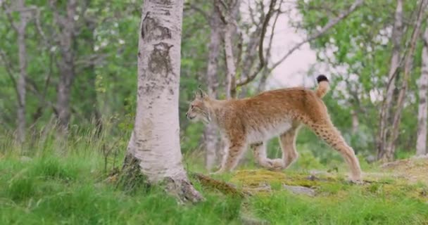 Lince europeo centrado corriendo en el bosque una noche de verano — Vídeos de Stock