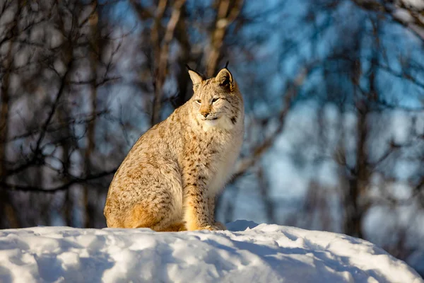 Lynx assis sur la neige tout en regardant loin dans la nature — Photo