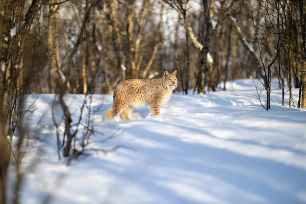 Waarschuw Euraziatische lynx die wegkijkt op sneeuw nabij kale bomen — Stockfoto