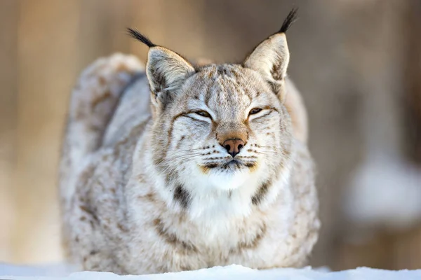 Close-up van Euraziatische lynx ontspannen op sneeuw — Stockfoto