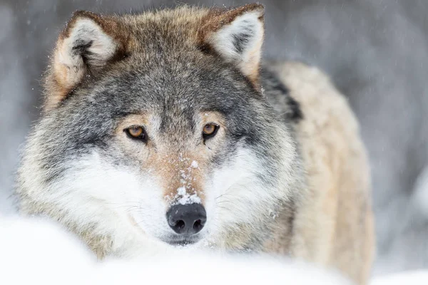 Retrato de cerca de un magnífico lobo en el frío bosque invernal —  Fotos de Stock