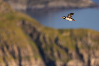 Görkemli uçurumlarla uçan bir martı ve arka planını oluşturan sakin bir deniz. Altın güneş ışığı, kuşu ve çevresini aydınlatır. Huzurlu ve resimsel bir sahne yaratır..