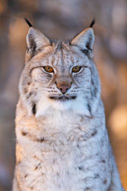 Keskin, delici gözleri ve detaylı kürkü olan bir vaşağın portresi, doğadan esinlenilmiş bulanık bir arka planda. Hayvanların güçlü özellikleri onun eşsiz özelliklerini ve vahşi doğadaki derin varlığını yansıtır. Vahşi yaşamı tasvir etmek için ideal.