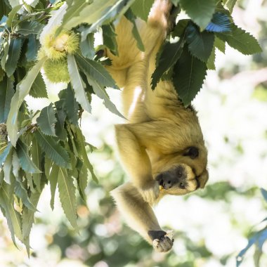  Mono caraya en libertad
