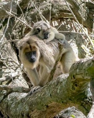  Mono caraya en libertad