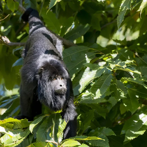 Mono Caraya Libertad — Foto de Stock