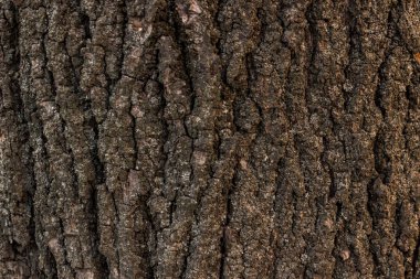 eski sıva açık gri renkli cam doku olduğunu