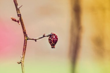 Çiçekler, makro doğa fotoğrafçılığı